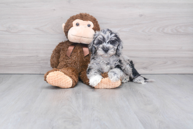 Cockapoo Pup Being Cute