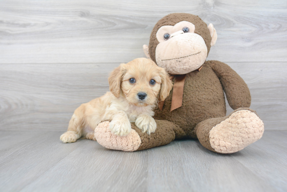 Funny Cockapoo Poodle Mix Pup