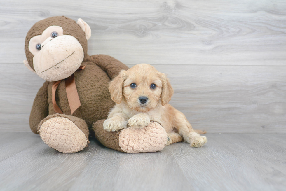 Hypoallergenic Cockerpoo Poodle Mix Puppy