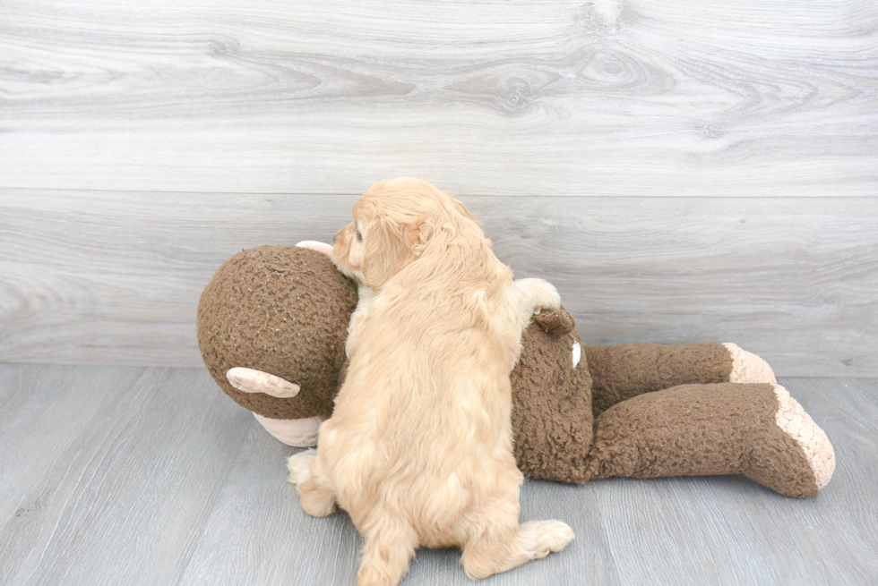 Fluffy Cockapoo Poodle Mix Pup