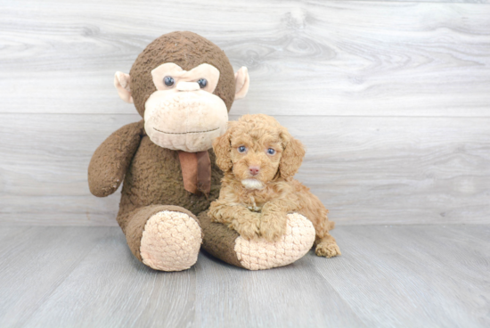 Cute Cockapoo Baby