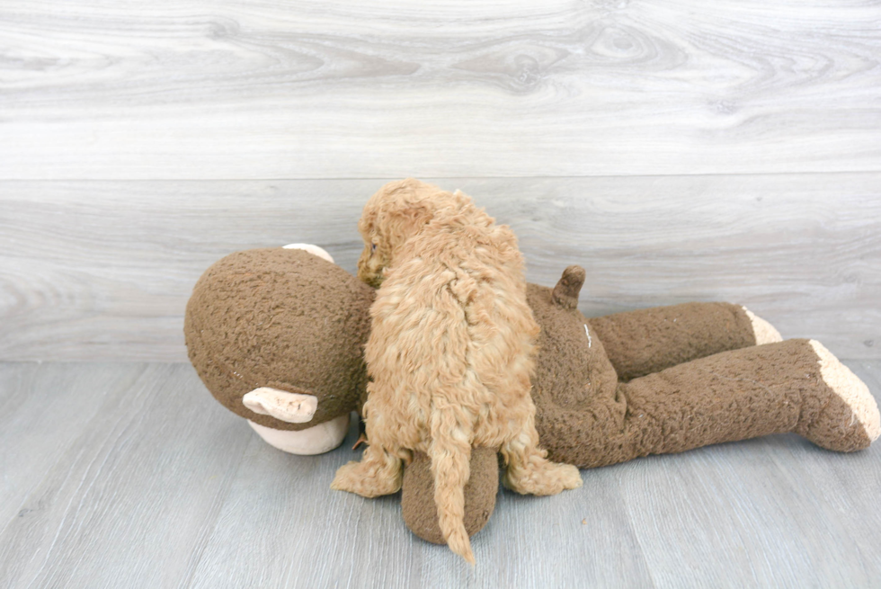 Cockapoo Pup Being Cute