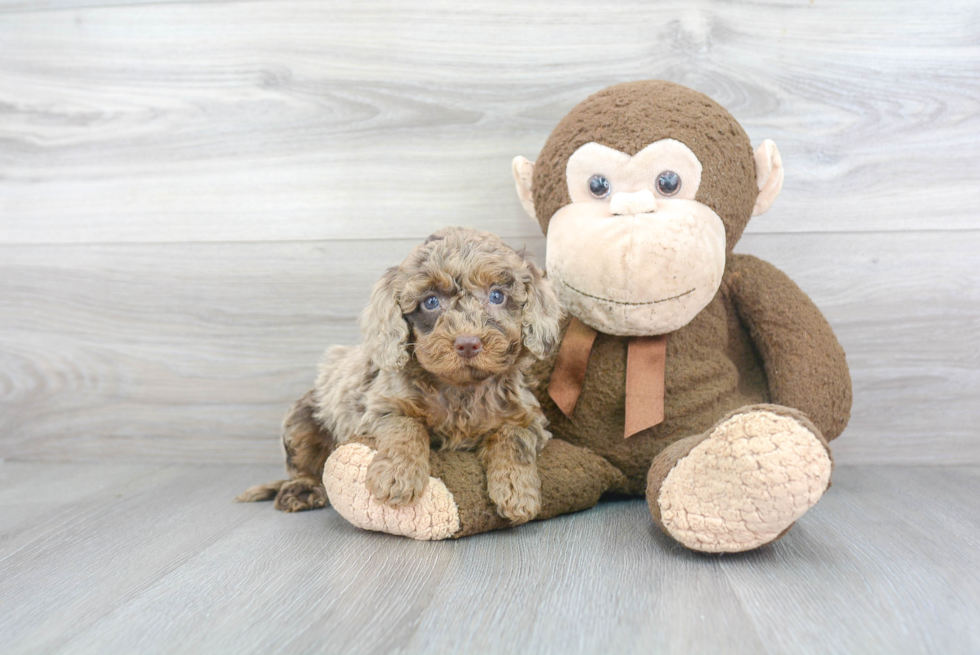 Cockapoo Pup Being Cute