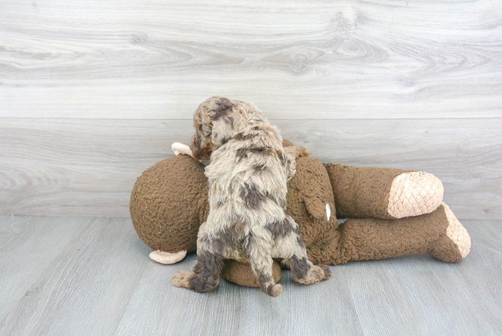 Friendly Cockapoo Baby