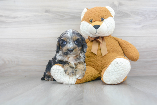 Best Cockapoo Baby