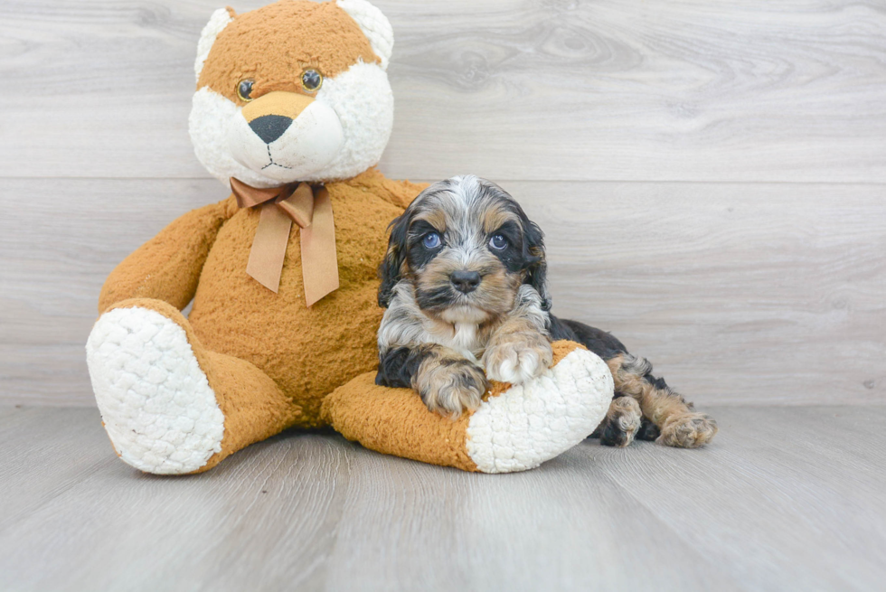 Smart Cockapoo Poodle Mix Pup