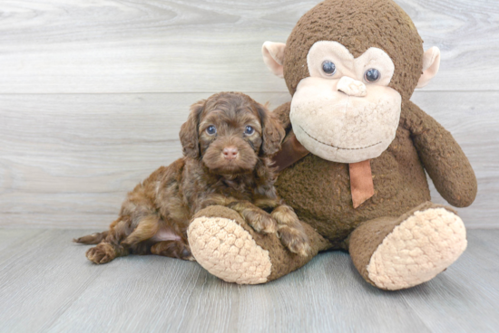 Cute Cockapoo Baby