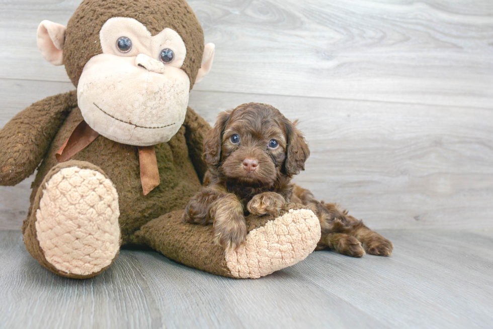 Cockapoo Puppy for Adoption