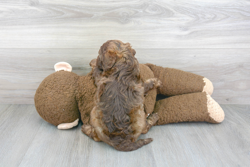 Best Cockapoo Baby