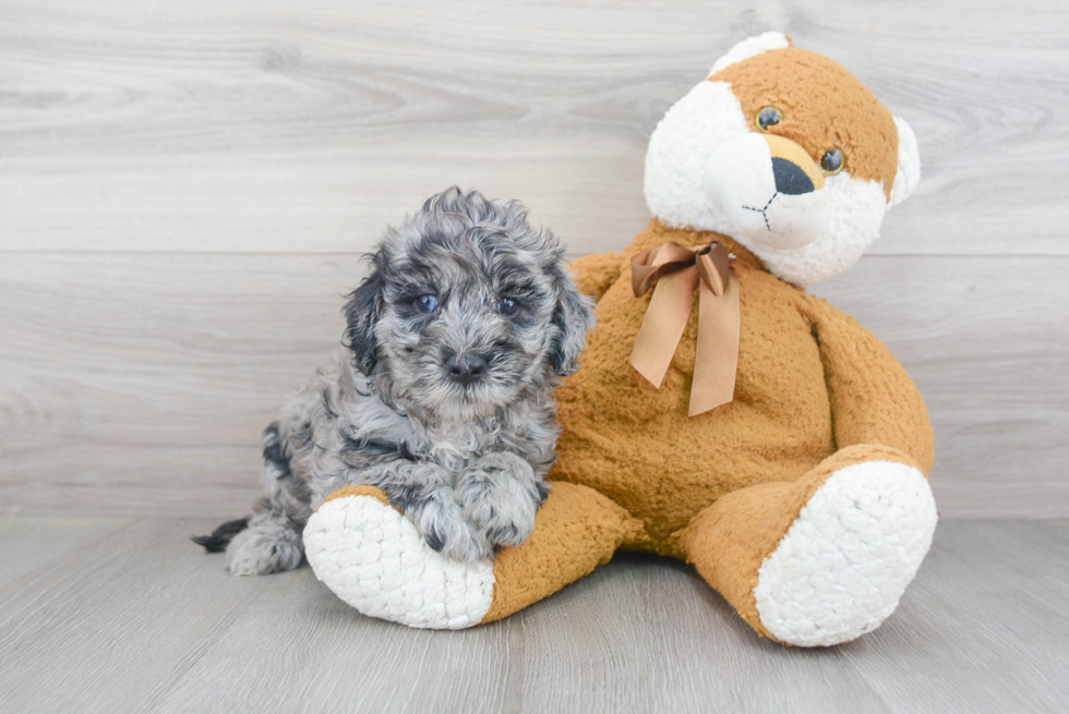 Energetic Cockerpoo Poodle Mix Puppy