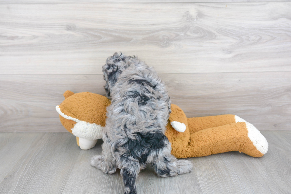 Cockapoo Pup Being Cute