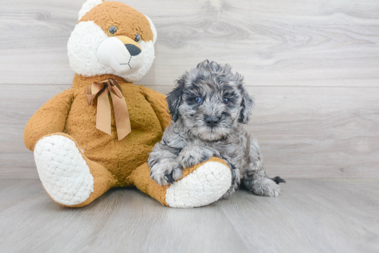 Cockapoo Puppy for Adoption