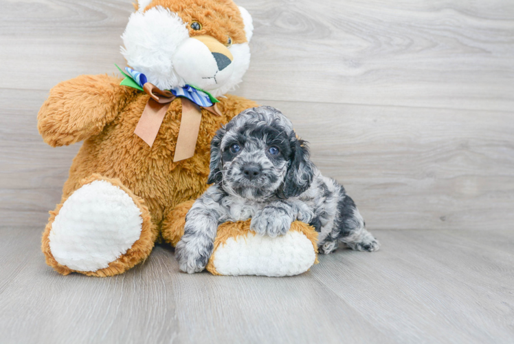 Cockapoo Pup Being Cute