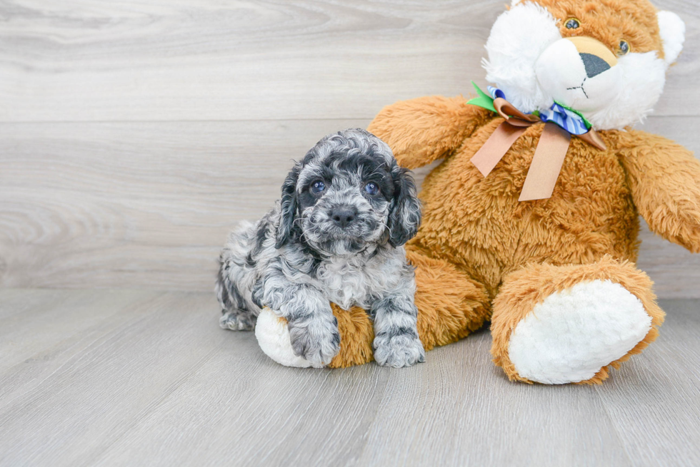 Petite Cockapoo Poodle Mix Pup