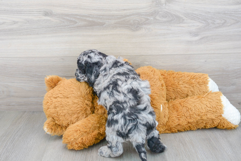 Popular Cockapoo Poodle Mix Pup