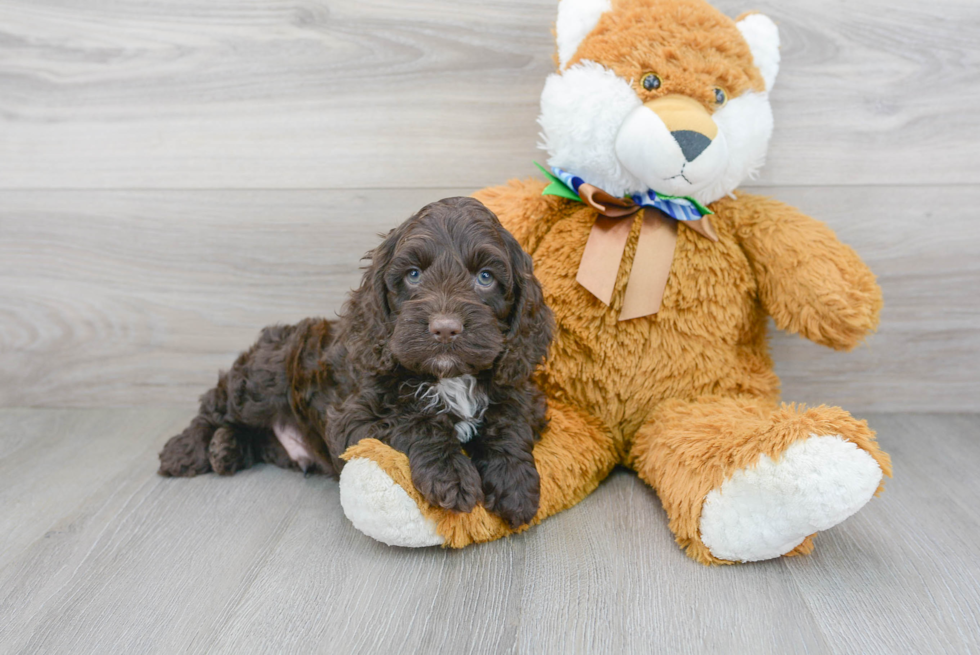 Cockapoo Puppy for Adoption