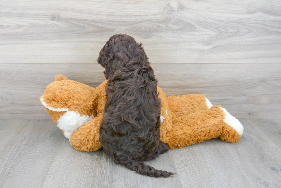 Cute Cockapoo Poodle Mix Pup
