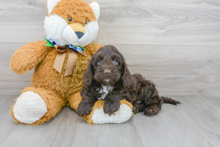 Cockapoo Puppy for Adoption