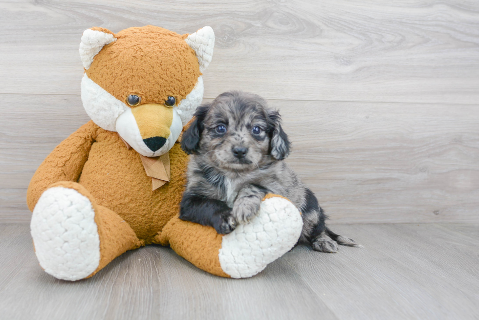 Best Cockapoo Baby