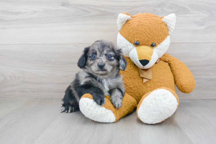 Energetic Cockerpoo Poodle Mix Puppy