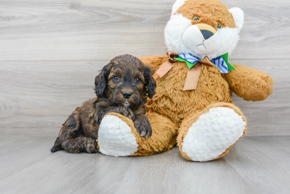 Playful Cockerpoo Poodle Mix Puppy