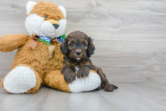 Cockapoo Pup Being Cute