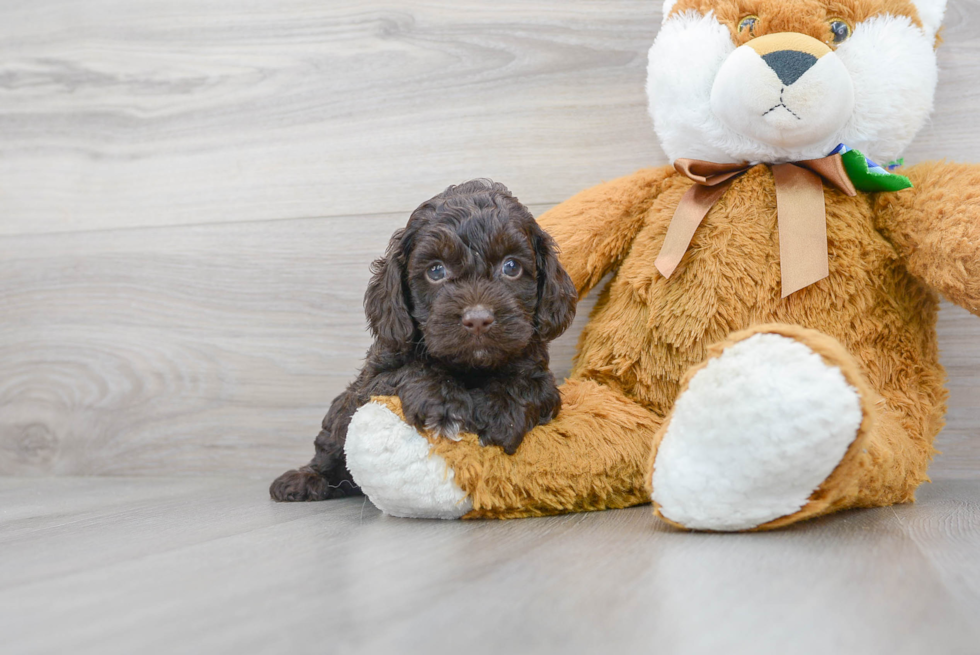 Cockapoo Pup Being Cute