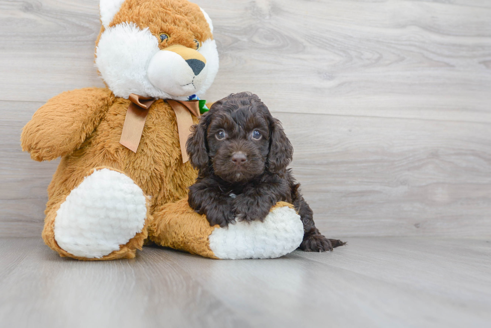 Best Cockapoo Baby