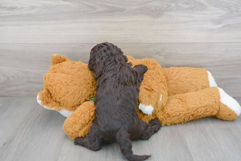 Fluffy Cockapoo Poodle Mix Pup