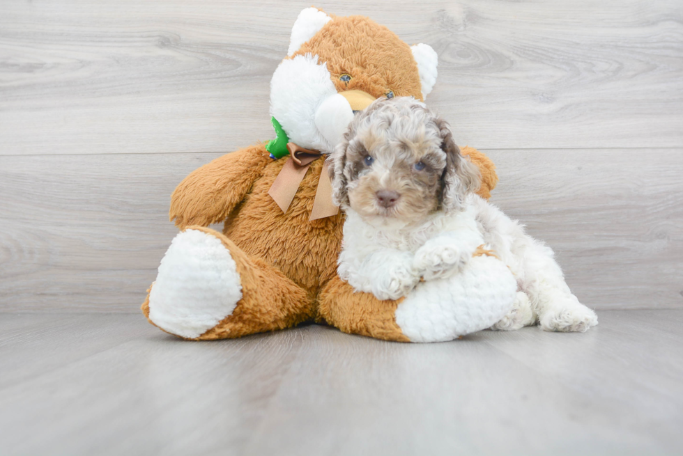Cute Cockapoo Poodle Mix Pup