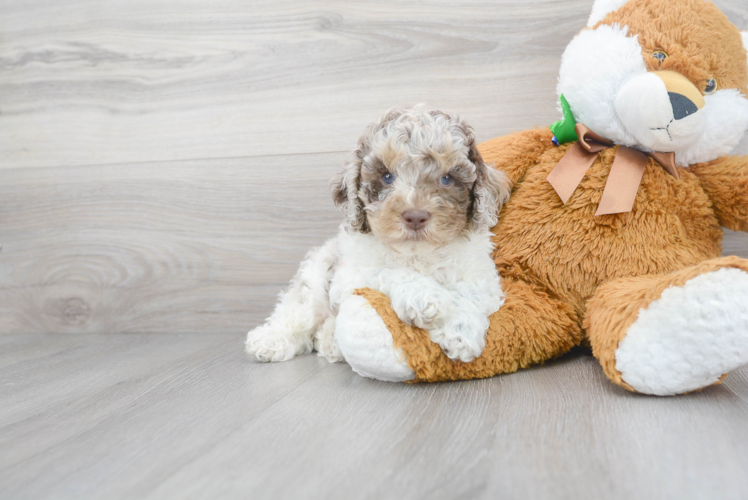 Best Cockapoo Baby