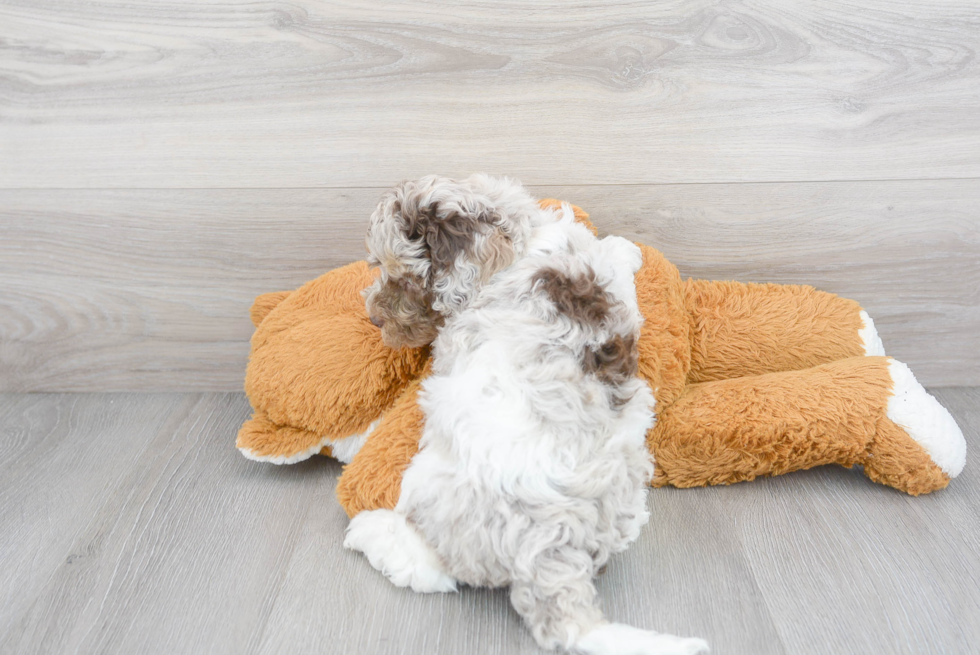 Cockapoo Puppy for Adoption