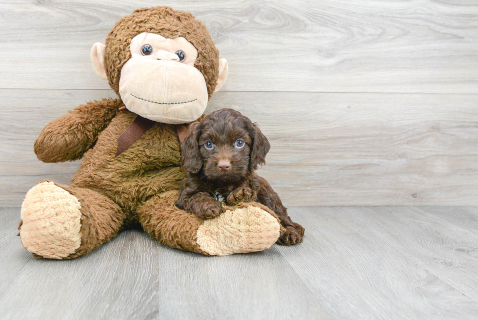 Small Cockapoo Baby