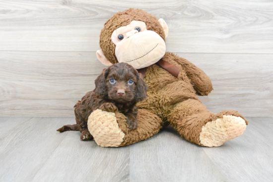 Best Cockapoo Baby