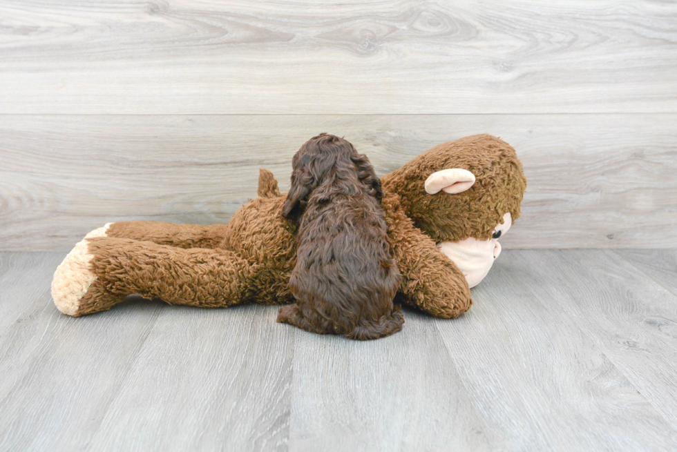 Cockapoo Pup Being Cute