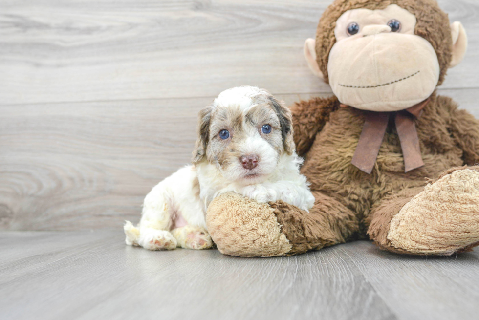 Adorable Cockerpoo Poodle Mix Puppy