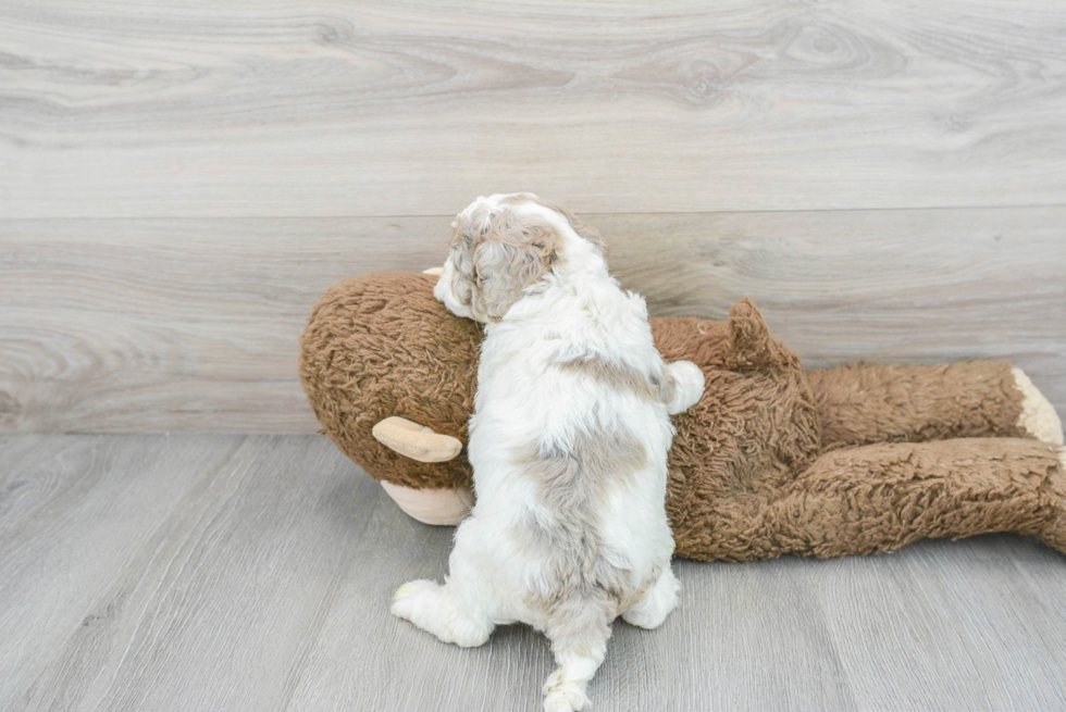 Sweet Cockapoo Baby