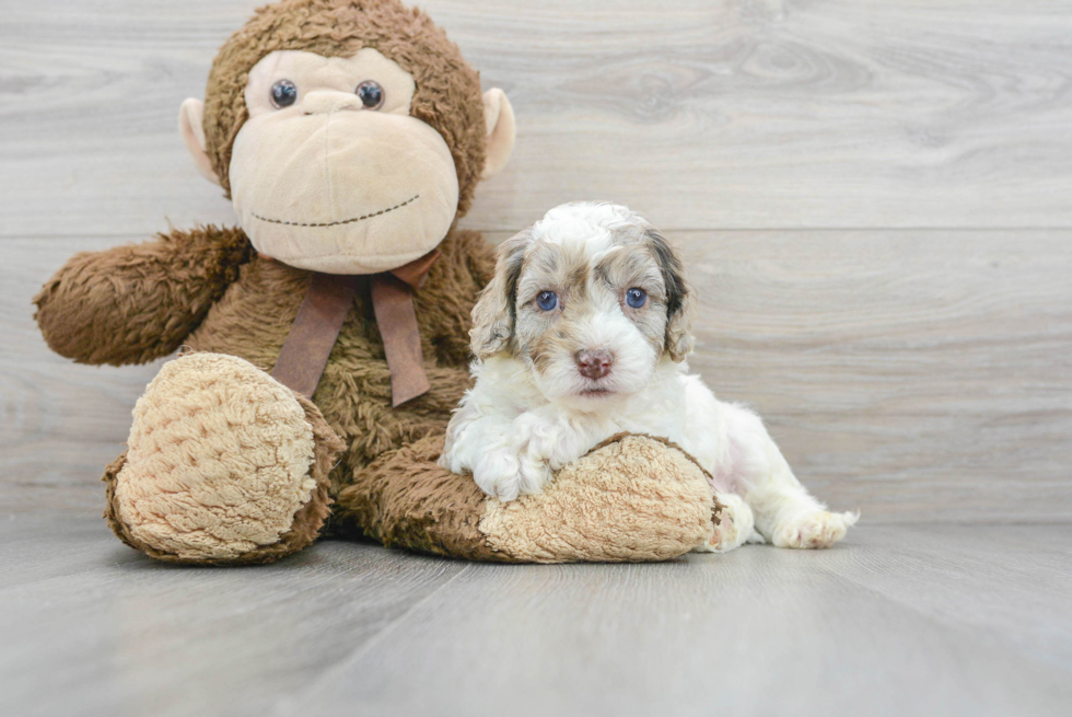 Petite Cockapoo Poodle Mix Pup