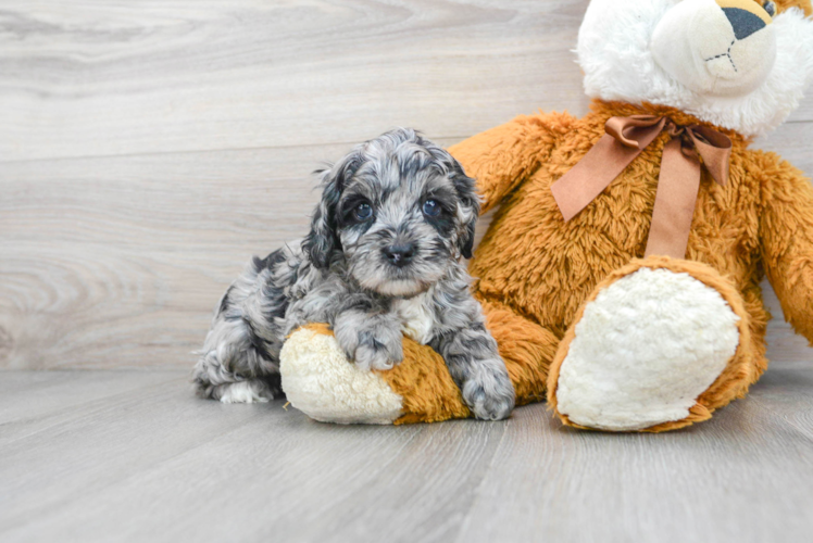 Cockapoo Puppy for Adoption