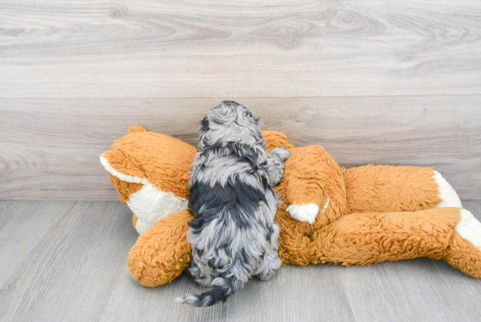 Petite Cockapoo Poodle Mix Pup