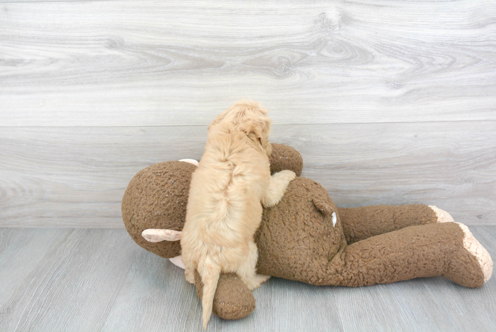 Popular Cockapoo Poodle Mix Pup