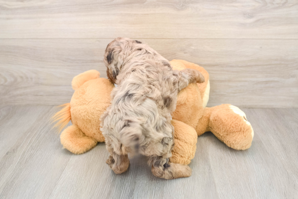 Cute Cockapoo Baby
