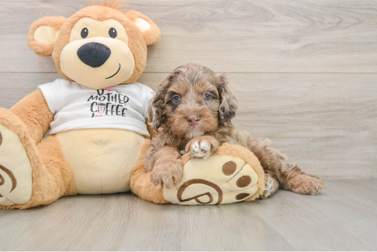 Cockapoo Pup Being Cute