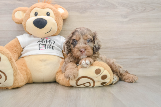 Cockapoo Pup Being Cute