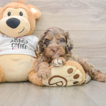 Cockapoo Pup Being Cute