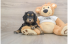 Fluffy Cockapoo Poodle Mix Pup