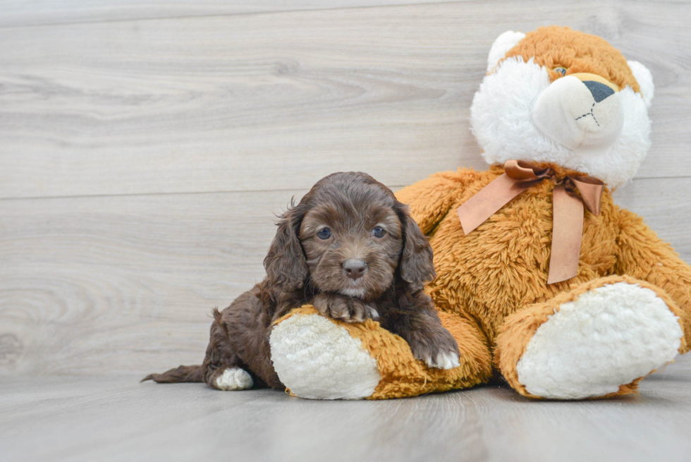 Small Cockapoo Baby