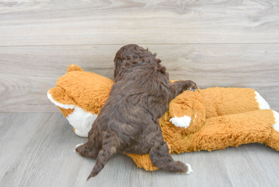 Playful Cockerpoo Poodle Mix Puppy