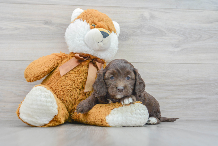 Best Cockapoo Baby