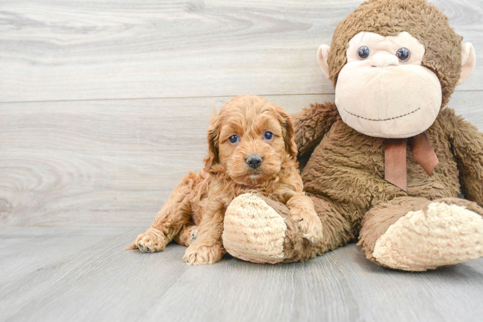 Cockapoo Puppy for Adoption